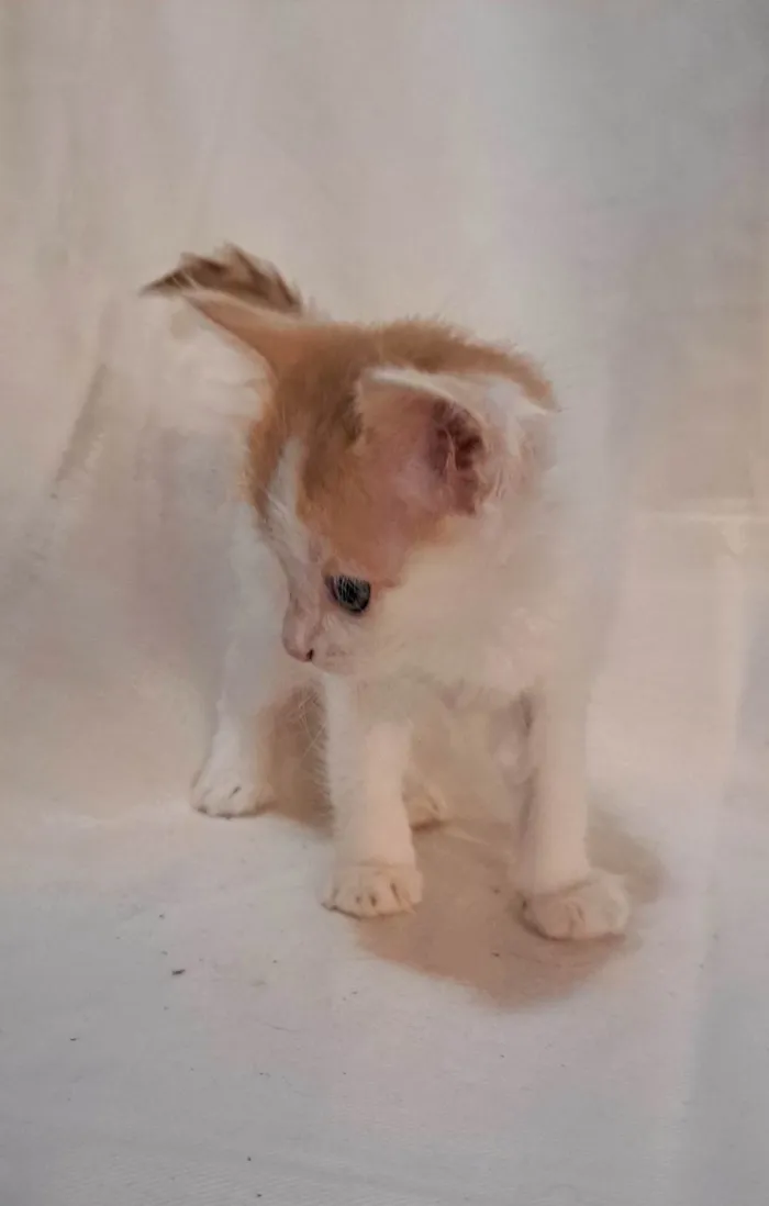 Gato ra a SRD-ViraLata idade Abaixo de 2 meses nome Caqui