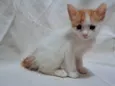 Caqui