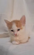 Sapoti