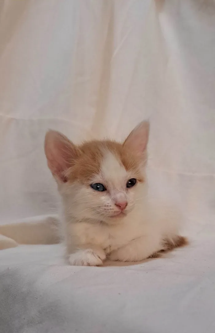 Gato ra a SRD-ViraLata idade Abaixo de 2 meses nome Sapoti