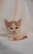 Sapoti