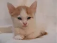 Sapoti