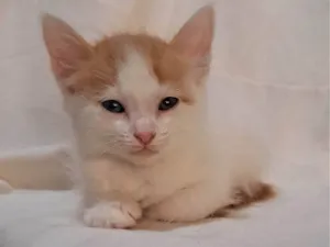 Gato raça SRD-ViraLata idade Abaixo de 2 meses nome Sapoti