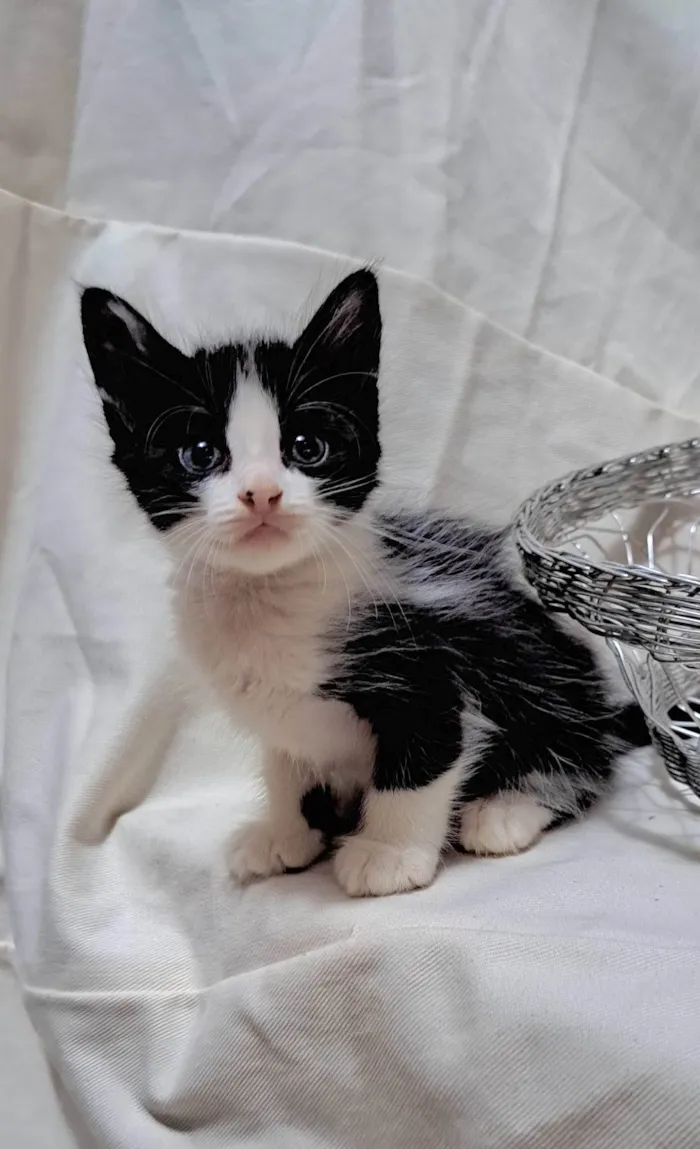 Gato ra a SRD-ViraLata idade Abaixo de 2 meses nome Coco