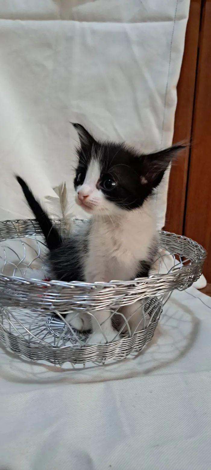 Gato ra a SRD-ViraLata idade Abaixo de 2 meses nome Coco