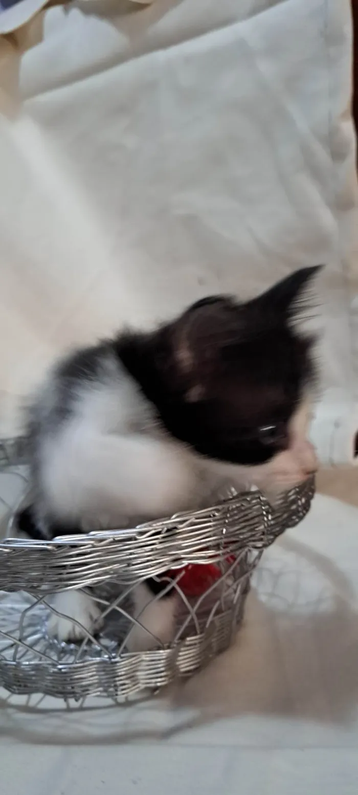 Gato ra a SRD-ViraLata idade Abaixo de 2 meses nome Coco