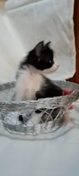 Coco