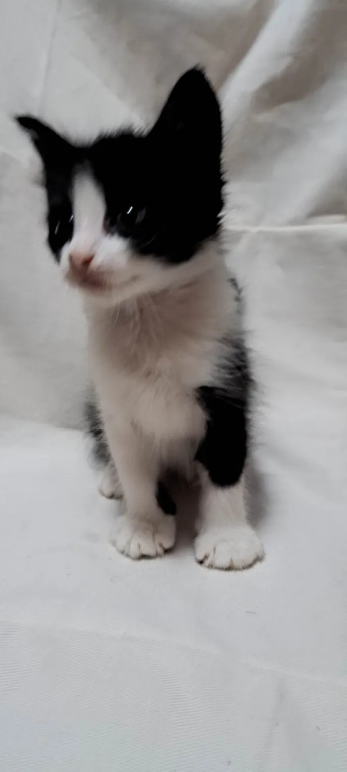 Gato ra a SRD-ViraLata idade Abaixo de 2 meses nome Coco