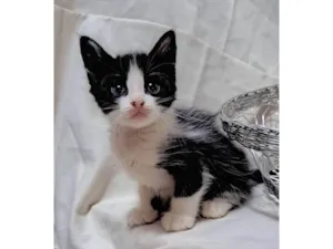 Gato raça SRD-ViraLata idade Abaixo de 2 meses nome Coco