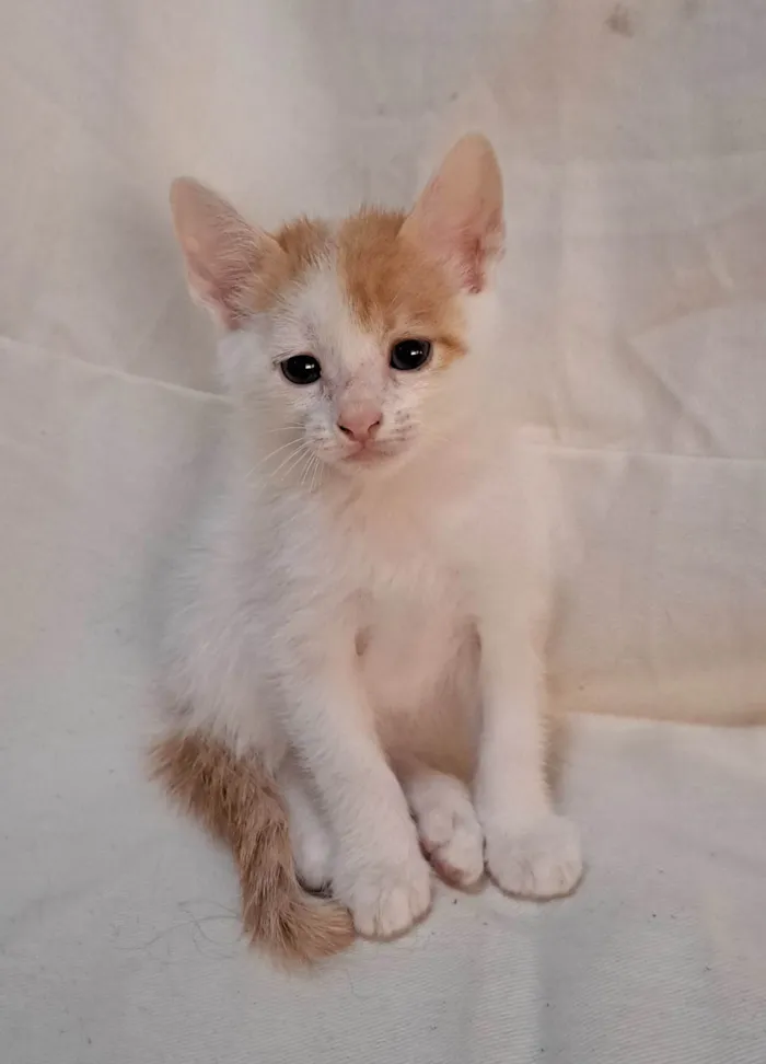 Gato ra a SRD-ViraLata idade Abaixo de 2 meses nome Fig
