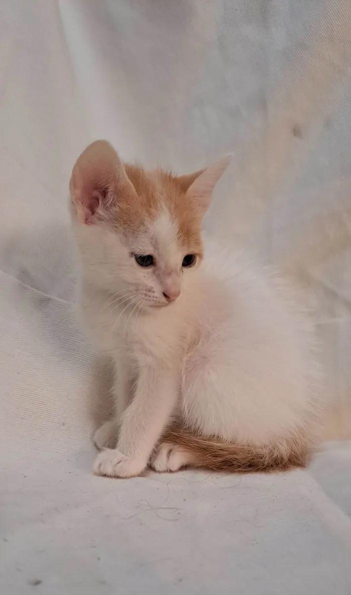 Gato ra a SRD-ViraLata idade Abaixo de 2 meses nome Fig