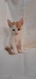 Fig