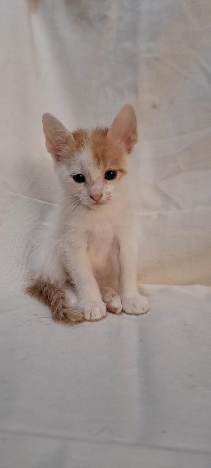 Gato ra a SRD-ViraLata idade Abaixo de 2 meses nome Fig