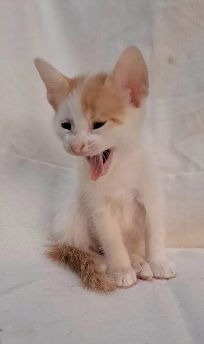 Gato ra a SRD-ViraLata idade Abaixo de 2 meses nome Fig