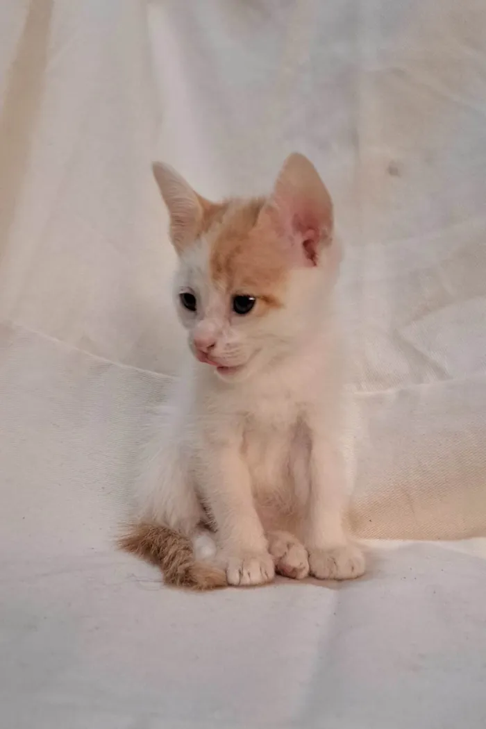 Gato ra a SRD-ViraLata idade Abaixo de 2 meses nome Fig