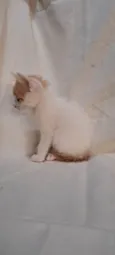 Fig