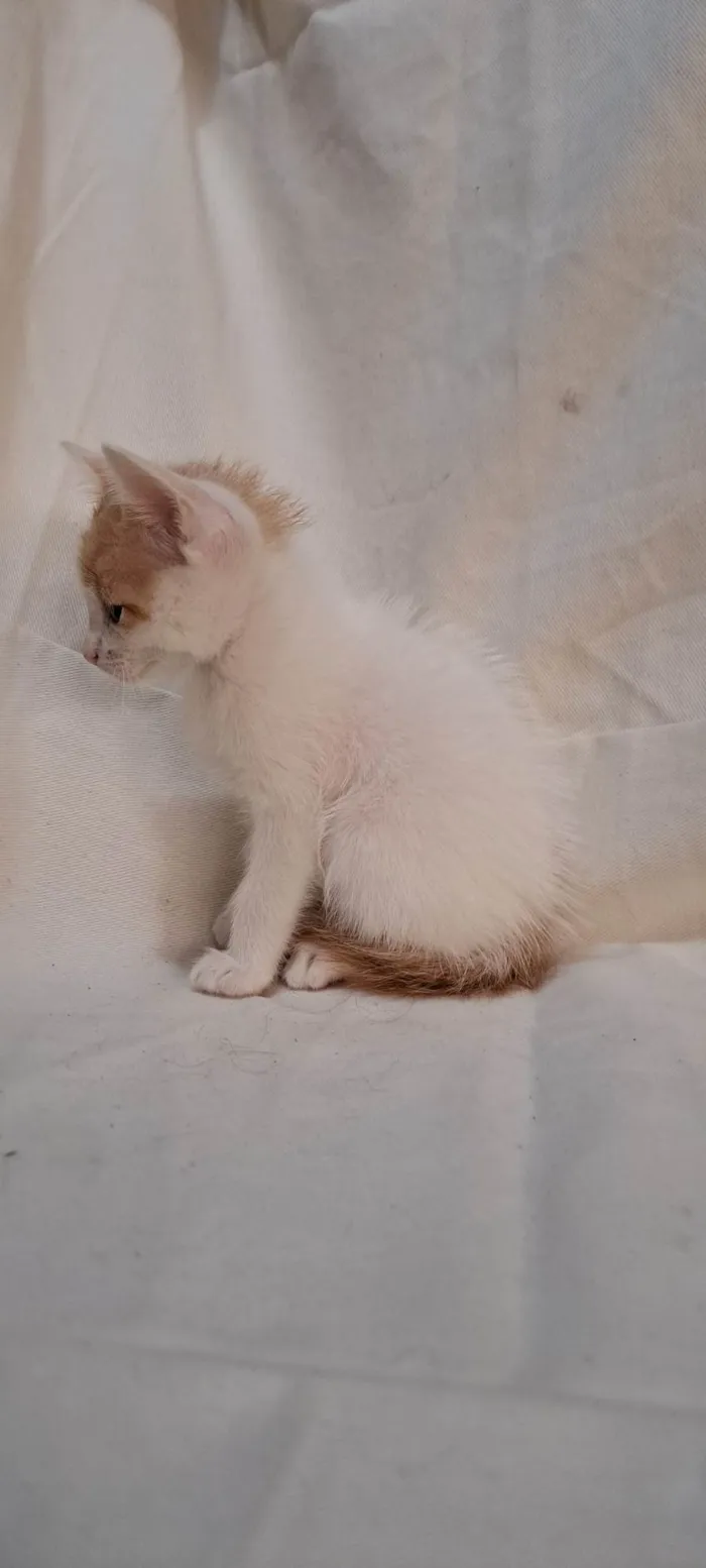 Gato ra a SRD-ViraLata idade Abaixo de 2 meses nome Fig