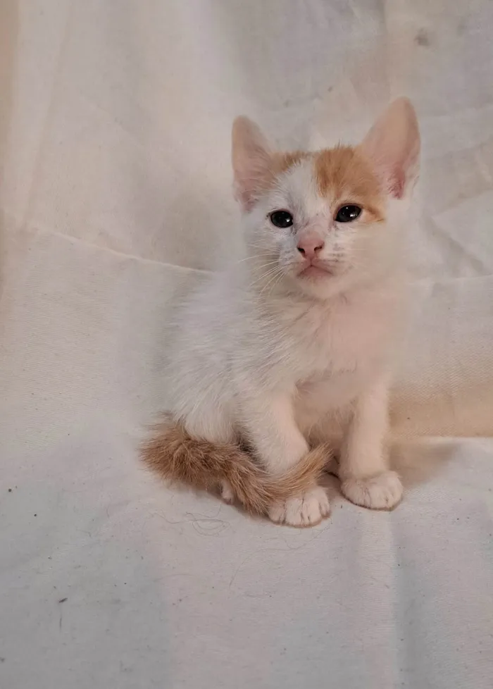 Gato ra a SRD-ViraLata idade Abaixo de 2 meses nome Fig