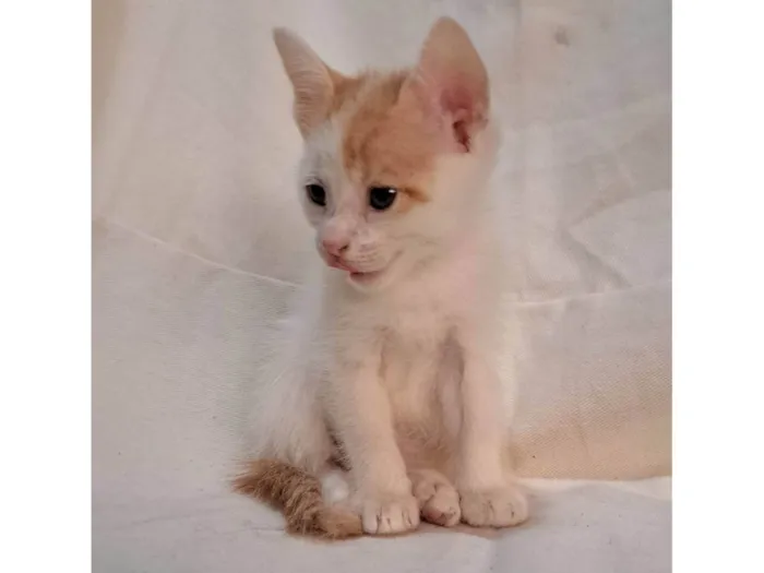Gato ra a SRD-ViraLata idade Abaixo de 2 meses nome Fig