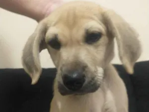 Cachorro raça Labrador Retriever  idade Abaixo de 2 meses nome Rambinho 