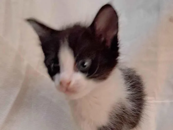 Gato ra a SRD-ViraLata idade Abaixo de 2 meses nome Peach
