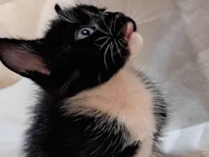 Gato raça SRD-ViraLata idade Abaixo de 2 meses nome Apple