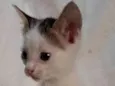 Açaí 