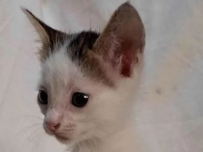 Gato ra a SRD-ViraLata idade Abaixo de 2 meses nome Açaí 