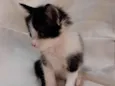Melon