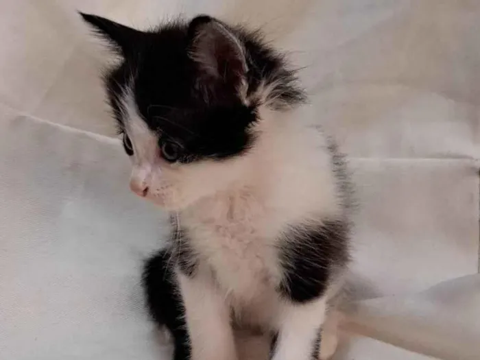 Gato ra a SRD-ViraLata idade Abaixo de 2 meses nome Melon