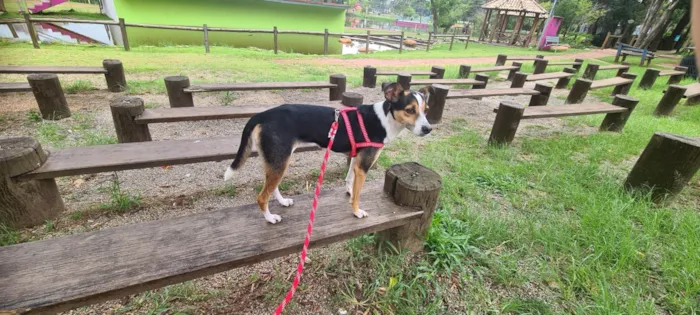 Cachorro ra a Fox Paulistanha idade 2 anos nome Samara