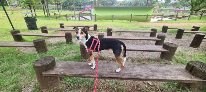 Cachorro ra a Fox Paulistanha idade 2 anos nome Samara