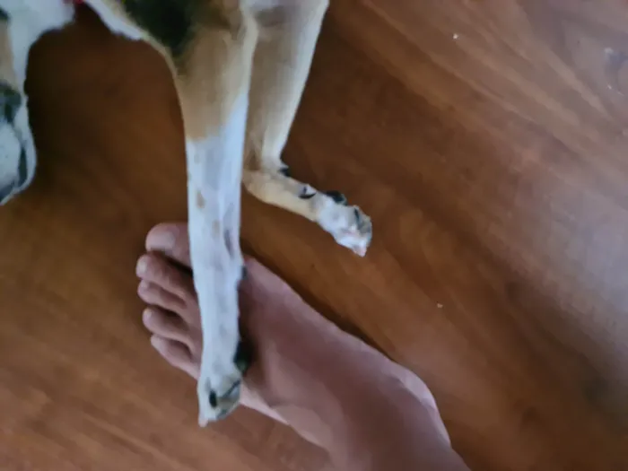 Cachorro ra a Fox Paulistanha idade 2 anos nome Samara
