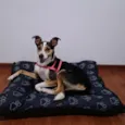 Samara