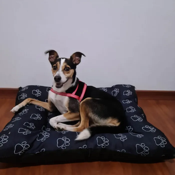 Cachorro ra a Fox Paulistanha idade 2 anos nome Samara