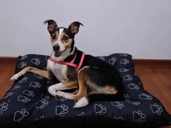 Cachorro ra a Fox Paulistanha idade 2 anos nome Samara