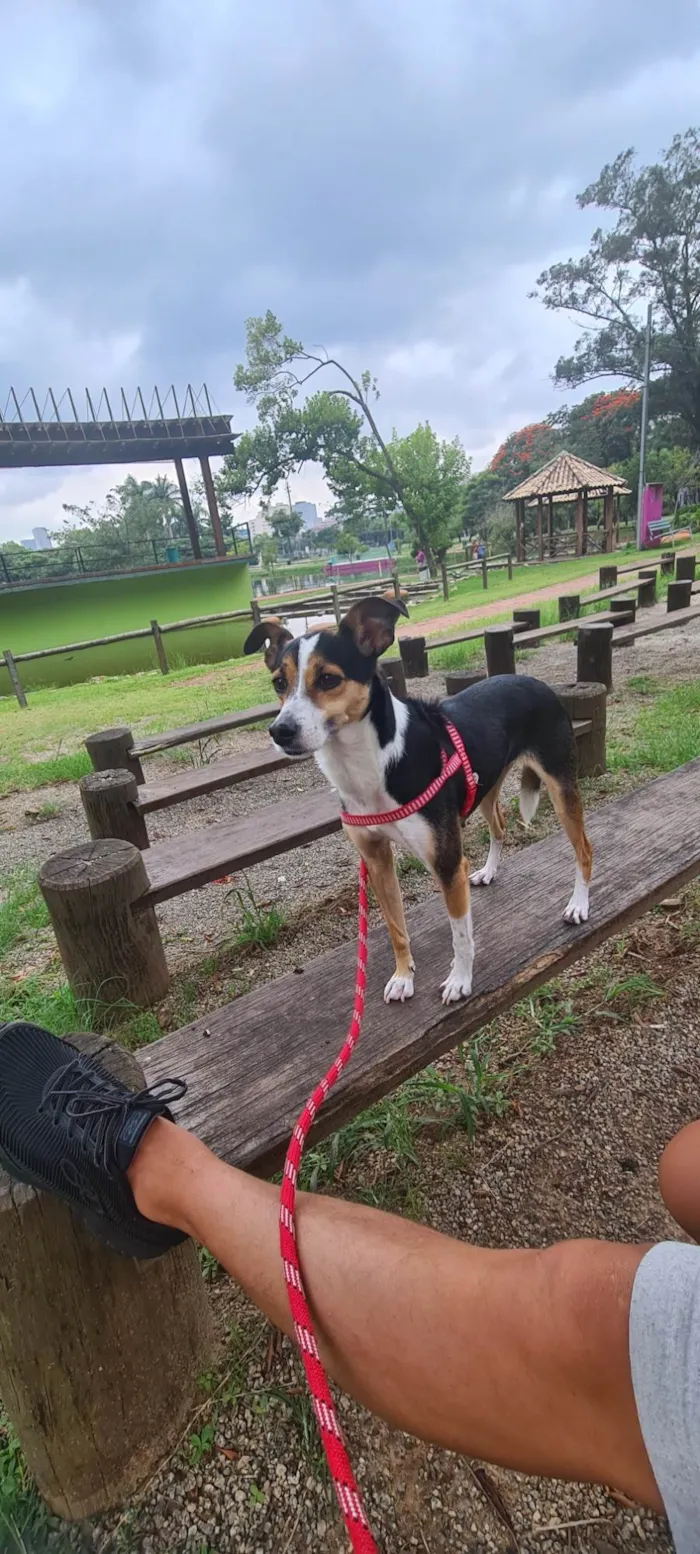 Cachorro ra a Fox Paulistanha idade 2 anos nome Samara