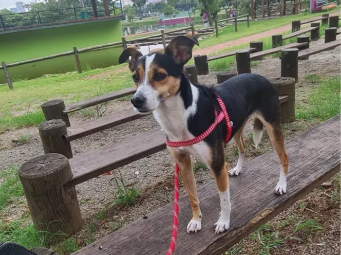Cachorro ra a Fox Paulistanha idade 2 anos nome Samara