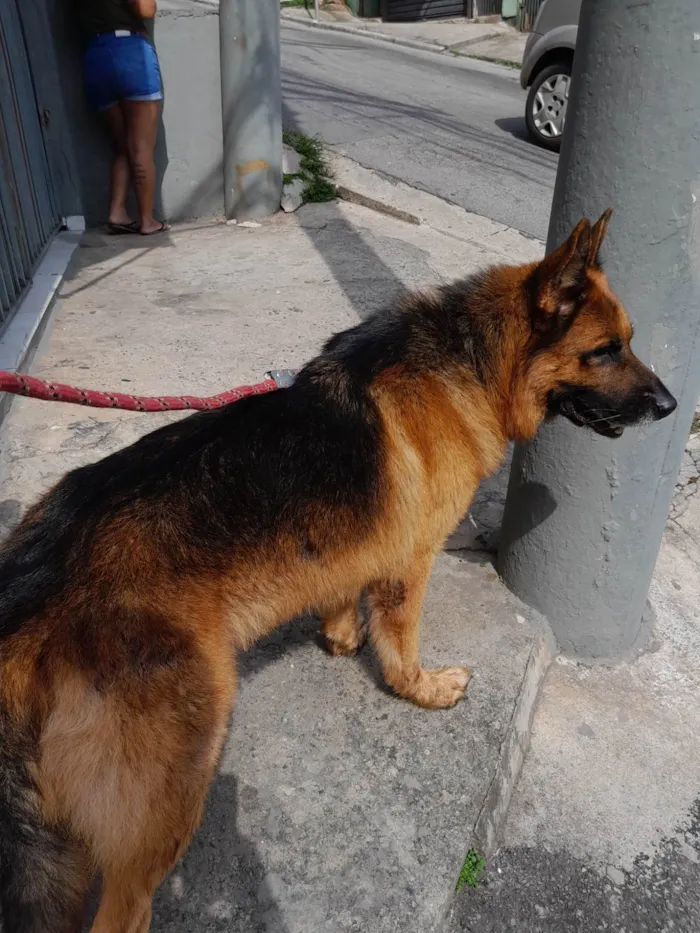 Cachorro ra a Pastor alemão idade 5 anos nome Zeus