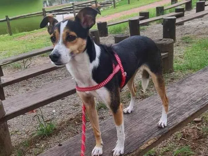 Cachorro ra a Fox Paulistanha idade 2 anos nome Samara