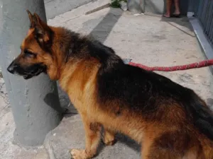 Cachorro raça Pastor alemão idade 5 anos nome Zeus