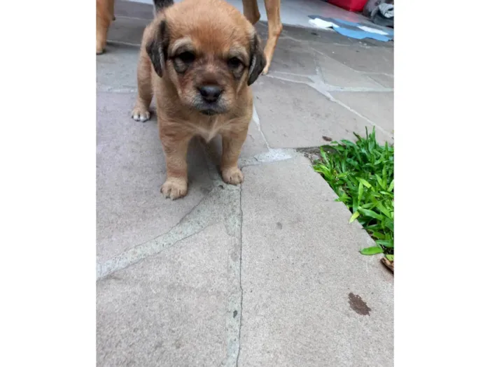 Cachorro ra a Vira lata  idade Abaixo de 2 meses nome Bolota