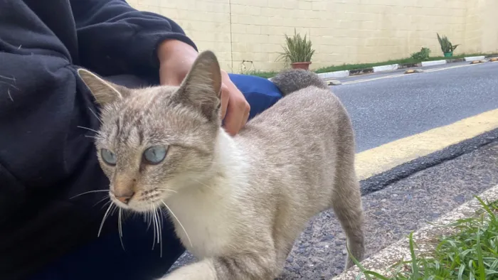 Gato ra a SRD-ViraLata idade 7 a 11 meses nome Marie