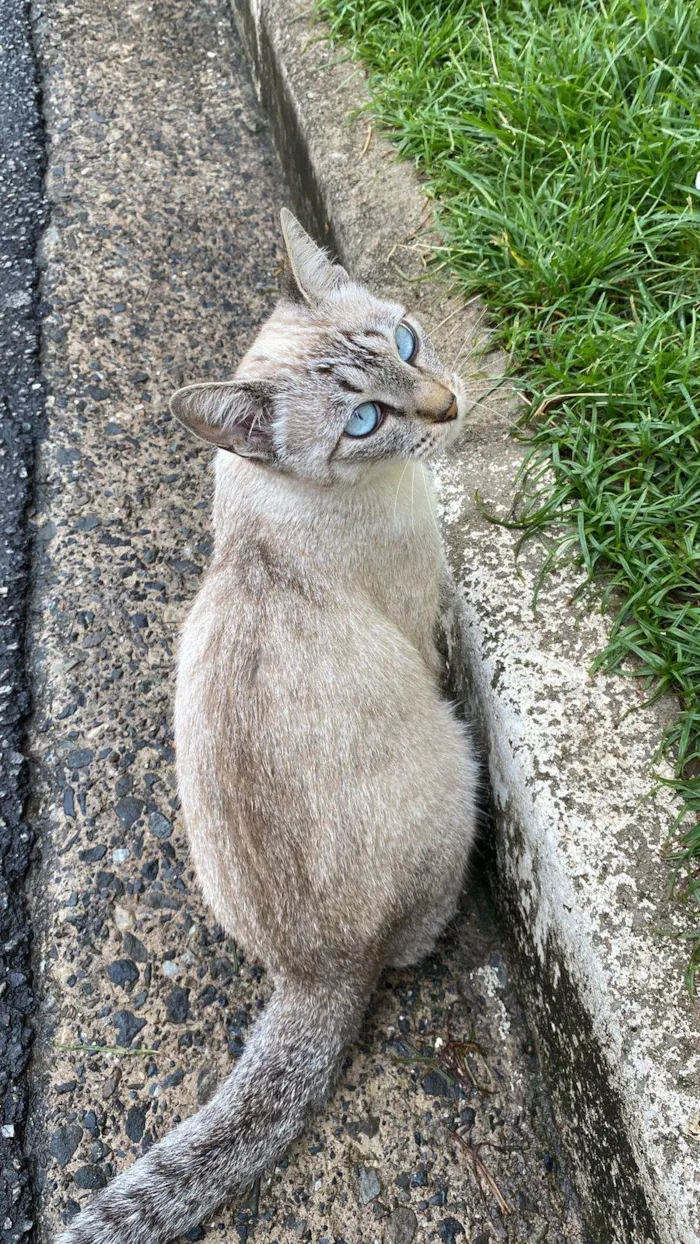 Gato ra a SRD-ViraLata idade 7 a 11 meses nome Marie