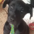 Dino