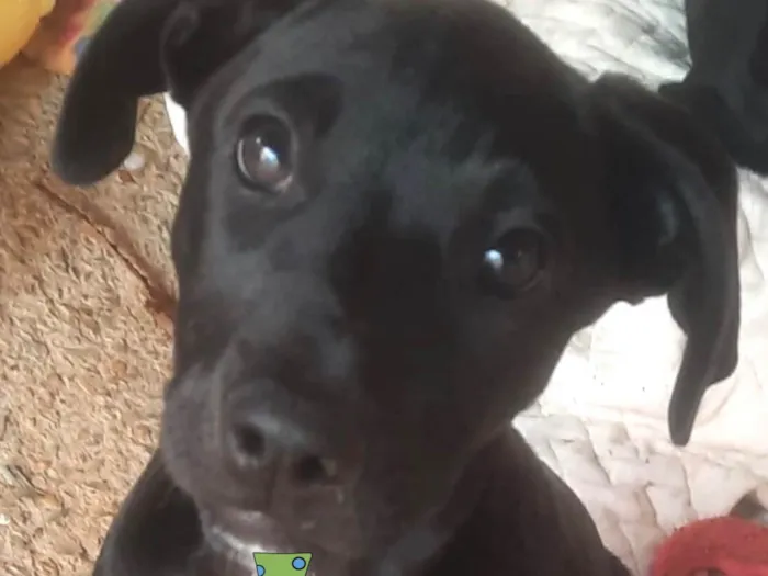 Cachorro ra a Mestico  idade 2 a 6 meses nome Dino 