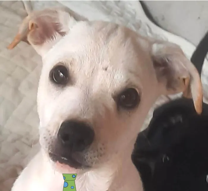 Cachorro ra a Mestico  idade 2 a 6 meses nome Peter 