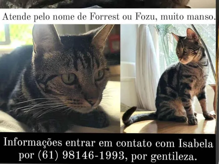 Gato ra a SRD idade 6 ou mais anos nome Forrest