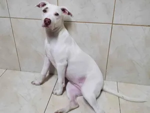 Cachorro raça Vira-Lata idade 2 a 6 meses nome Belinha, Pandora e Romeu
