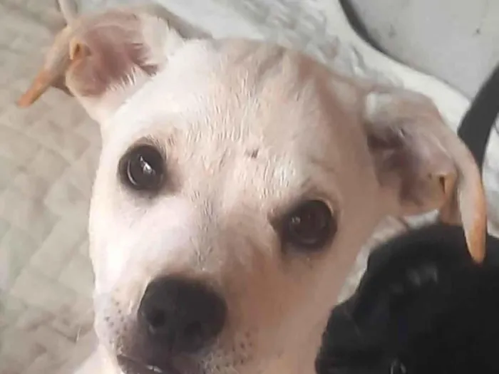 Cachorro ra a Mestico  idade 2 a 6 meses nome Peter 